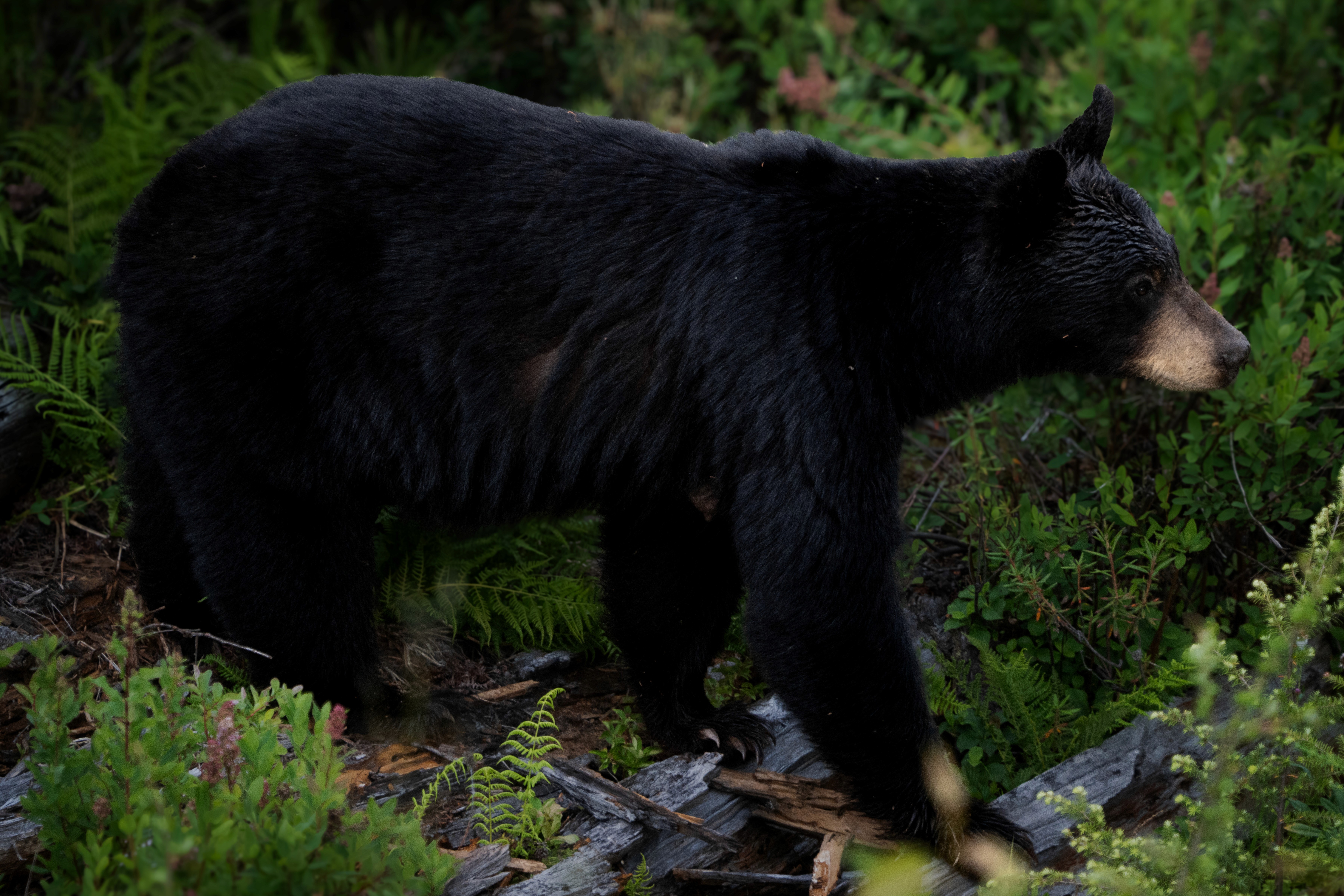 Black Bear in Grass