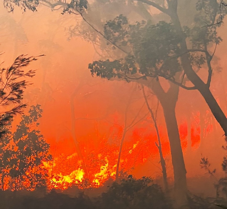 Bushfire burning through eucalypt forest under thick orange smoke.