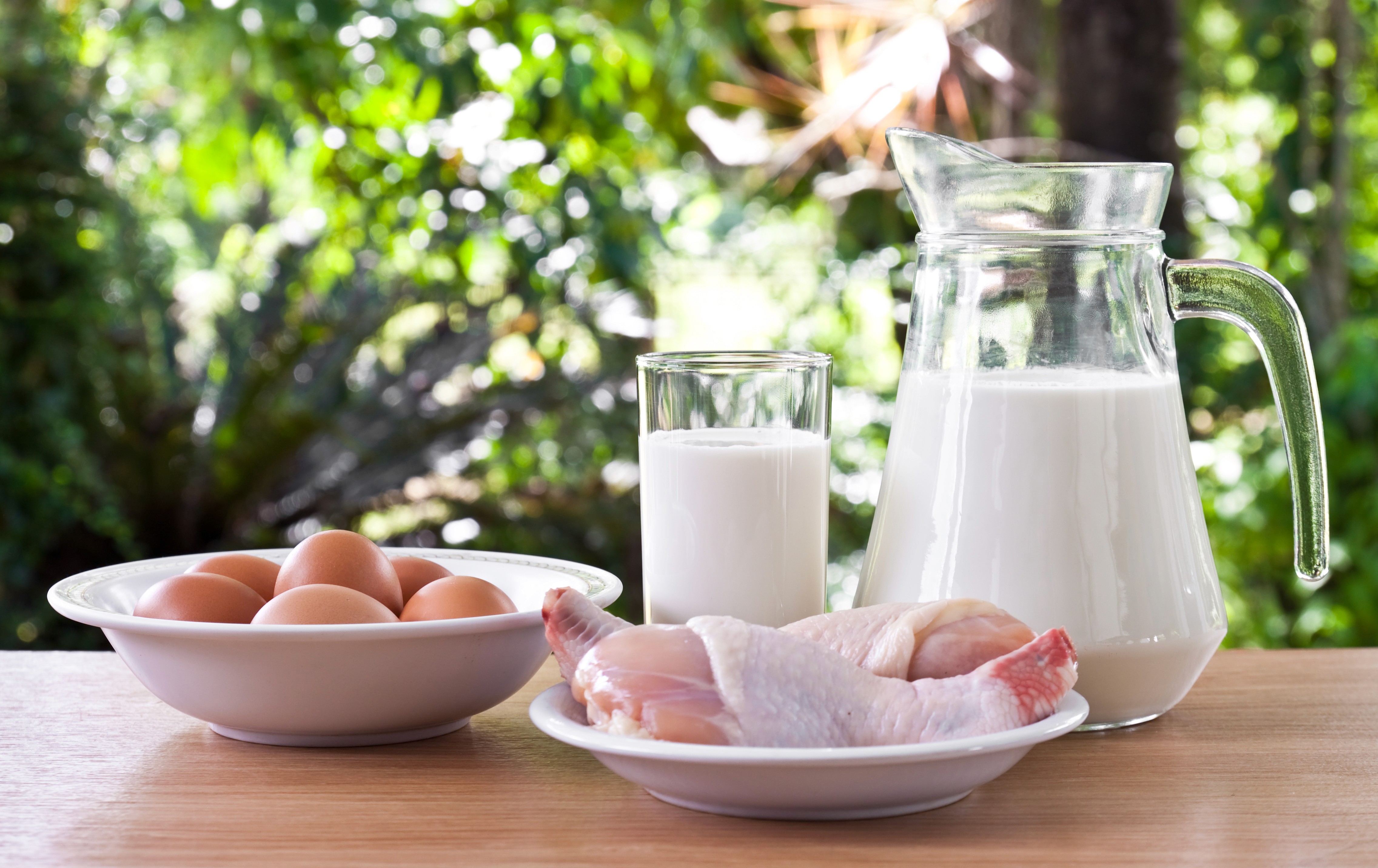 A pitcher and glass of milk, a bowl of eggs, and raw chicken on a plate sit on a wooden table outdoors, with lush green foliage in the background.
