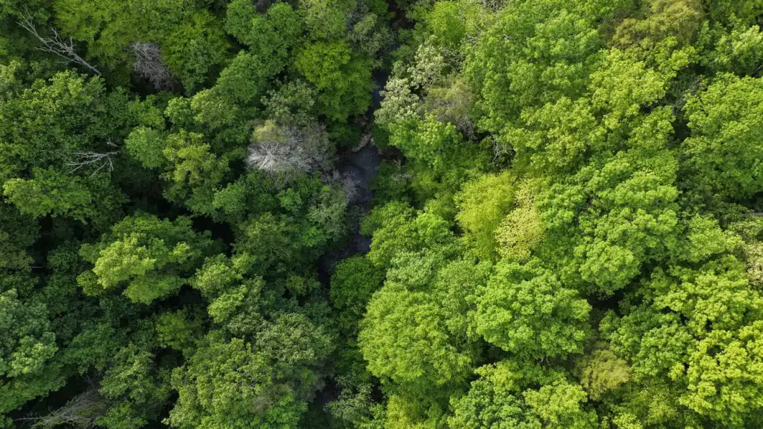 Overhead view of dense green tree canopy