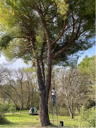 Un arbre à élaguer