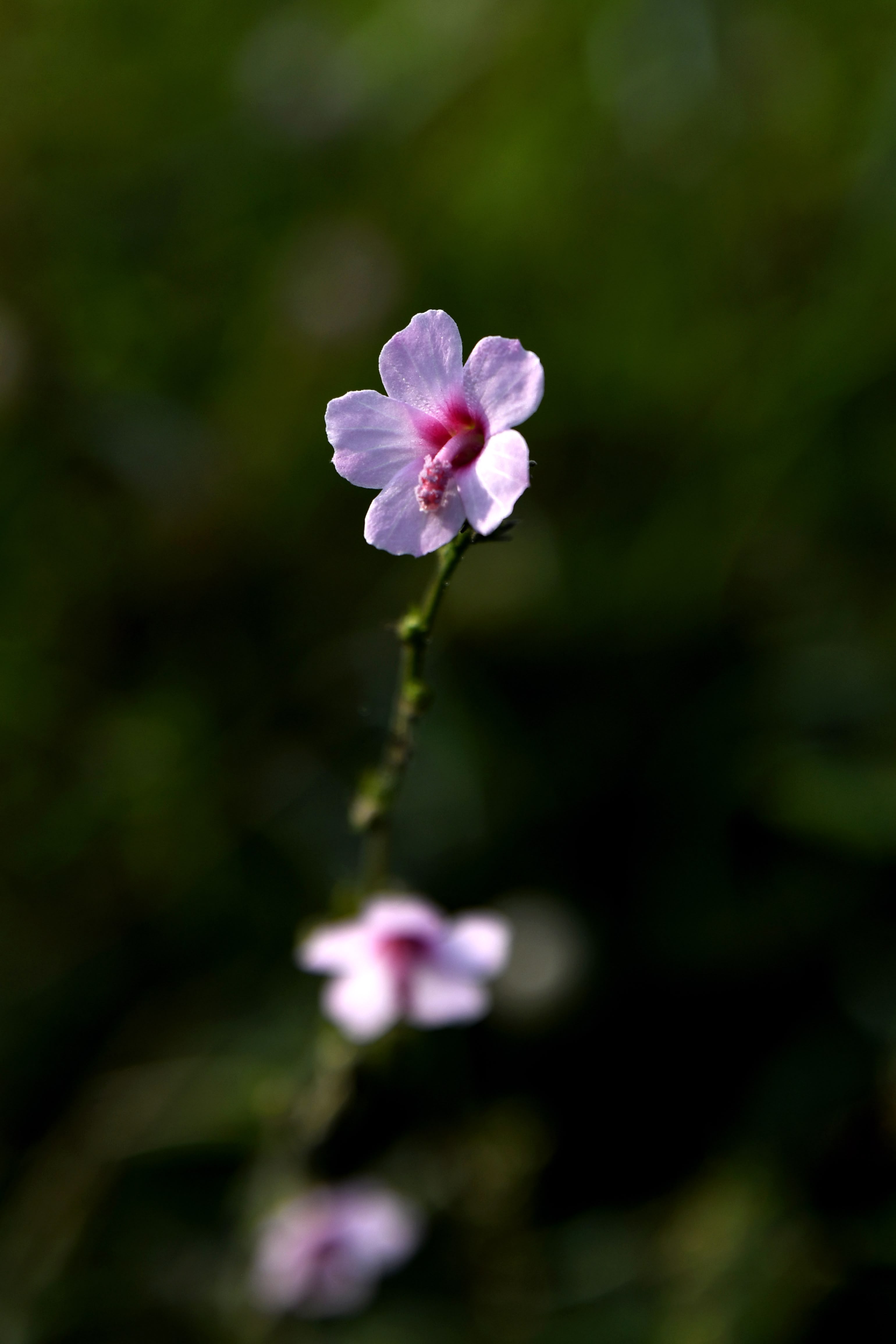 Close-up of a small, delicate pink wildflower