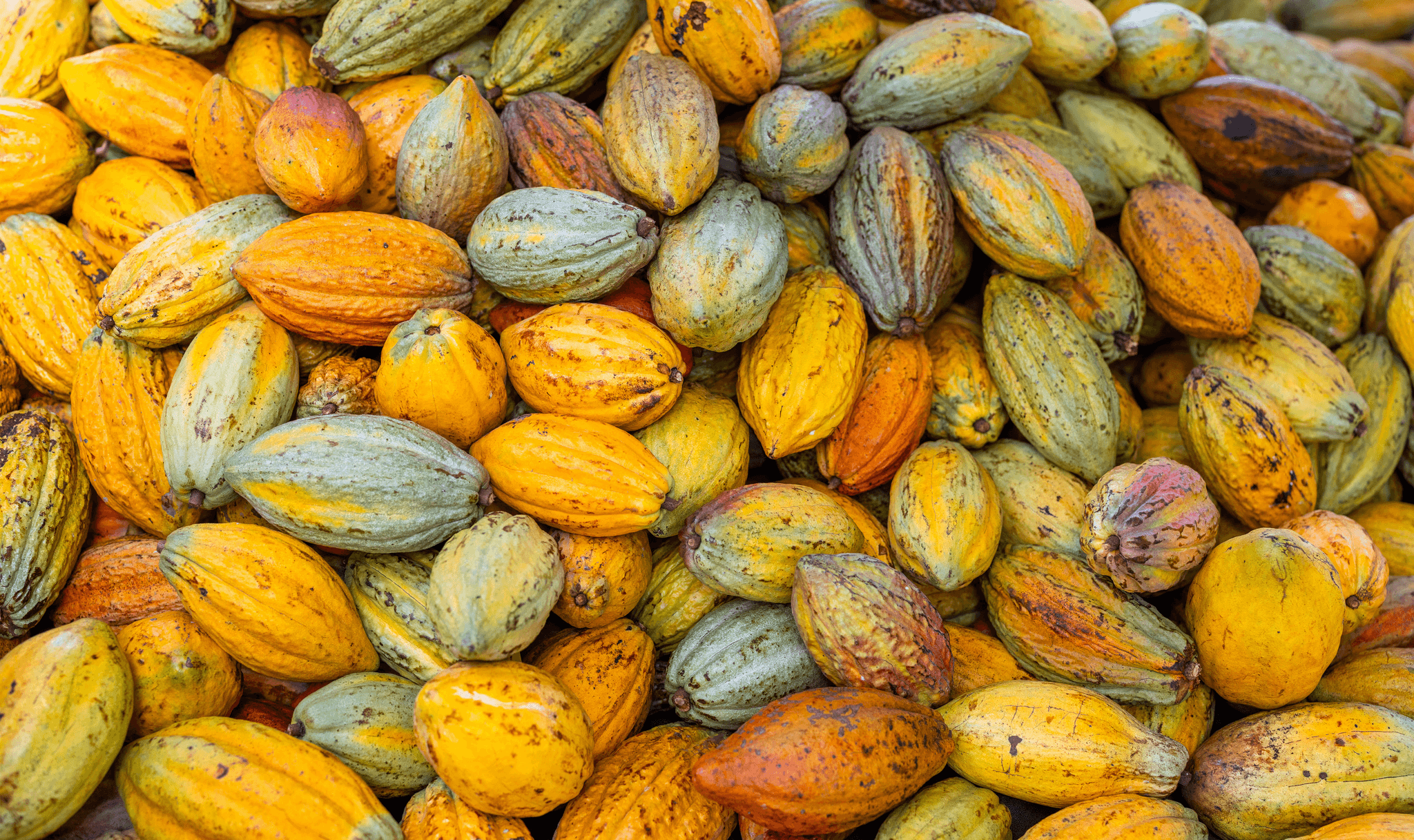 Une pile de cabosses de cacao
