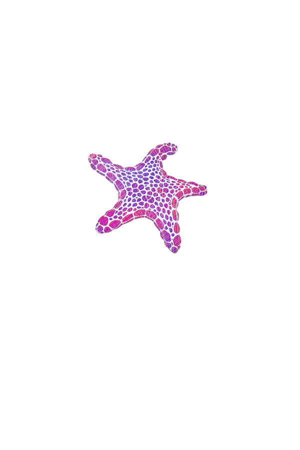 starfish illustration 