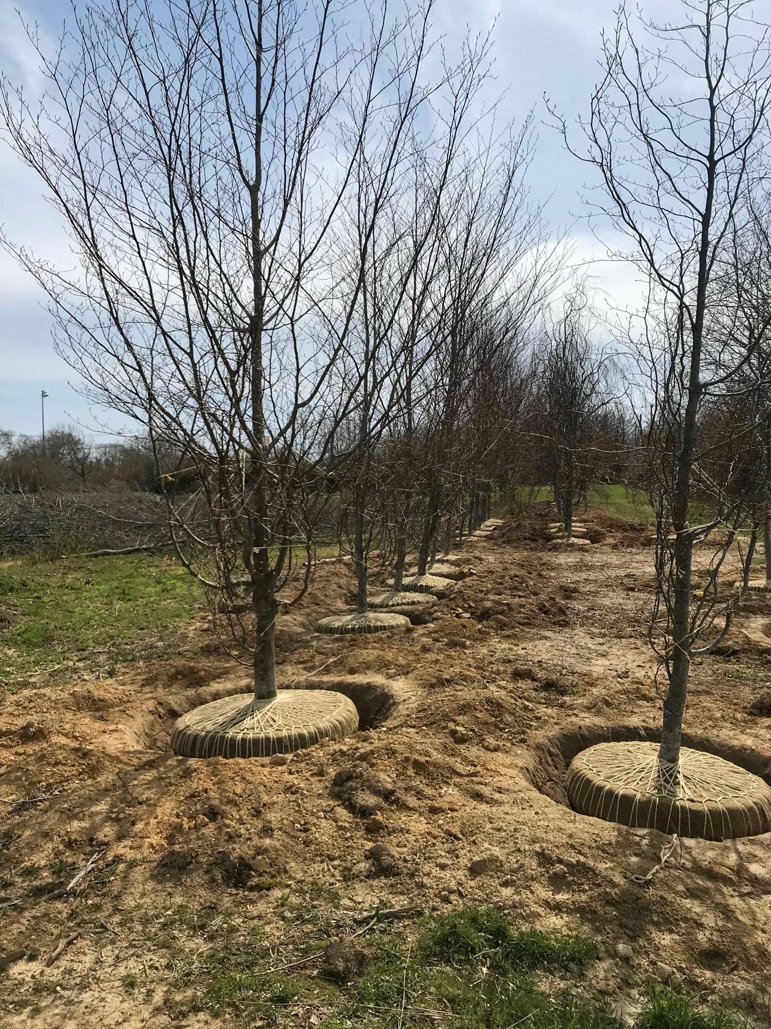Balled-and-burlapped trees staged for spring planting at the farm