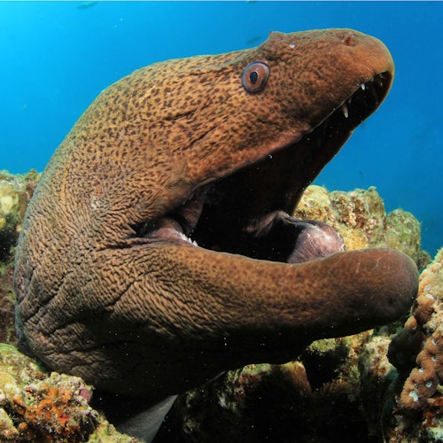Acquario di Cattolica: Biglietto Salta la Fila per Cattolica