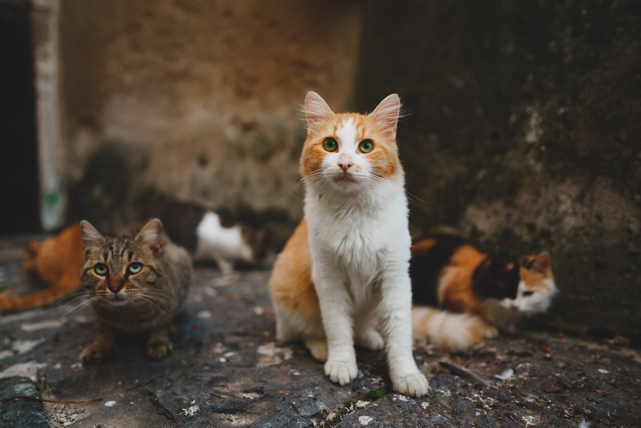 group of stray cats