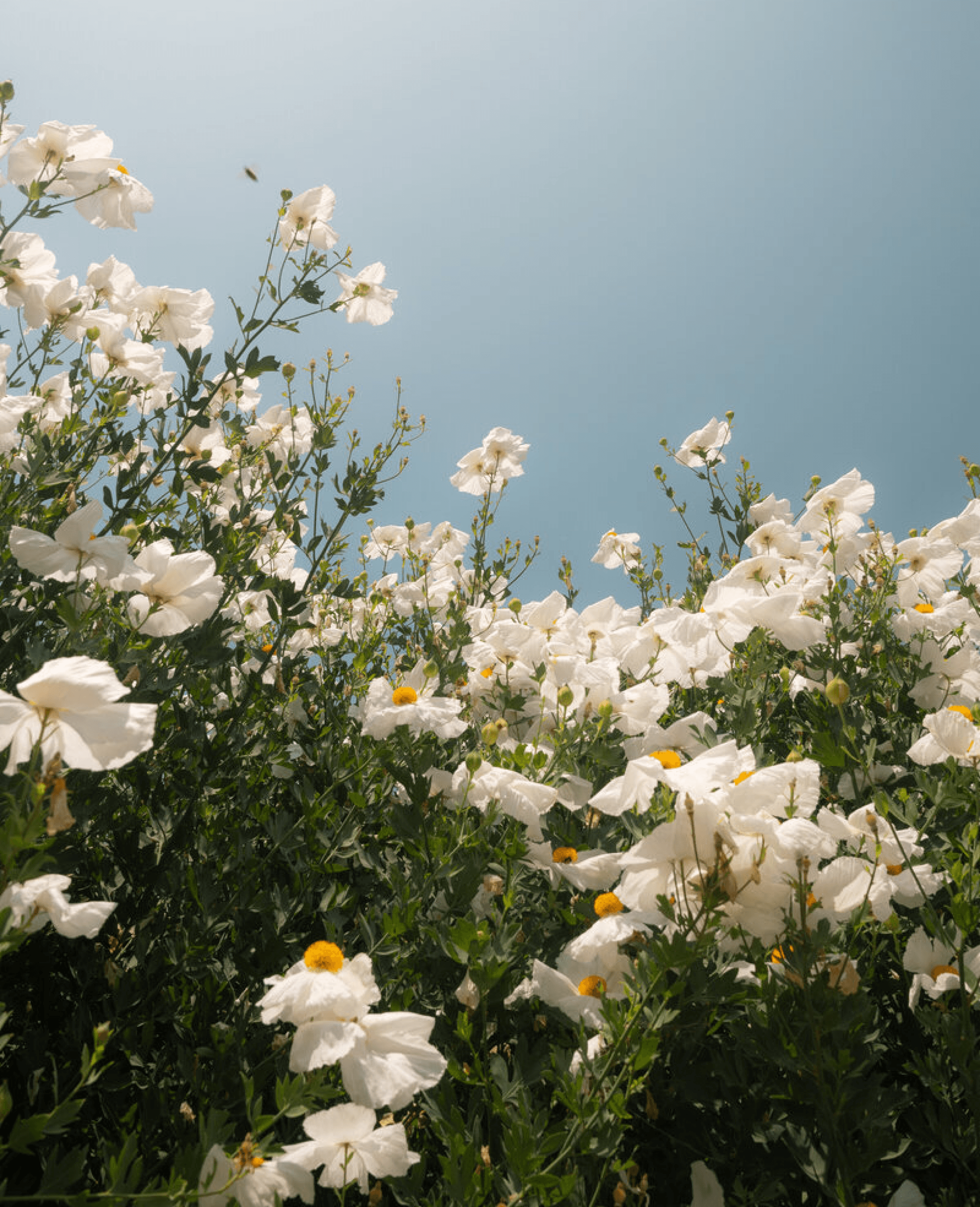 a bush of matalija poppies looking up to the bright sunny sky