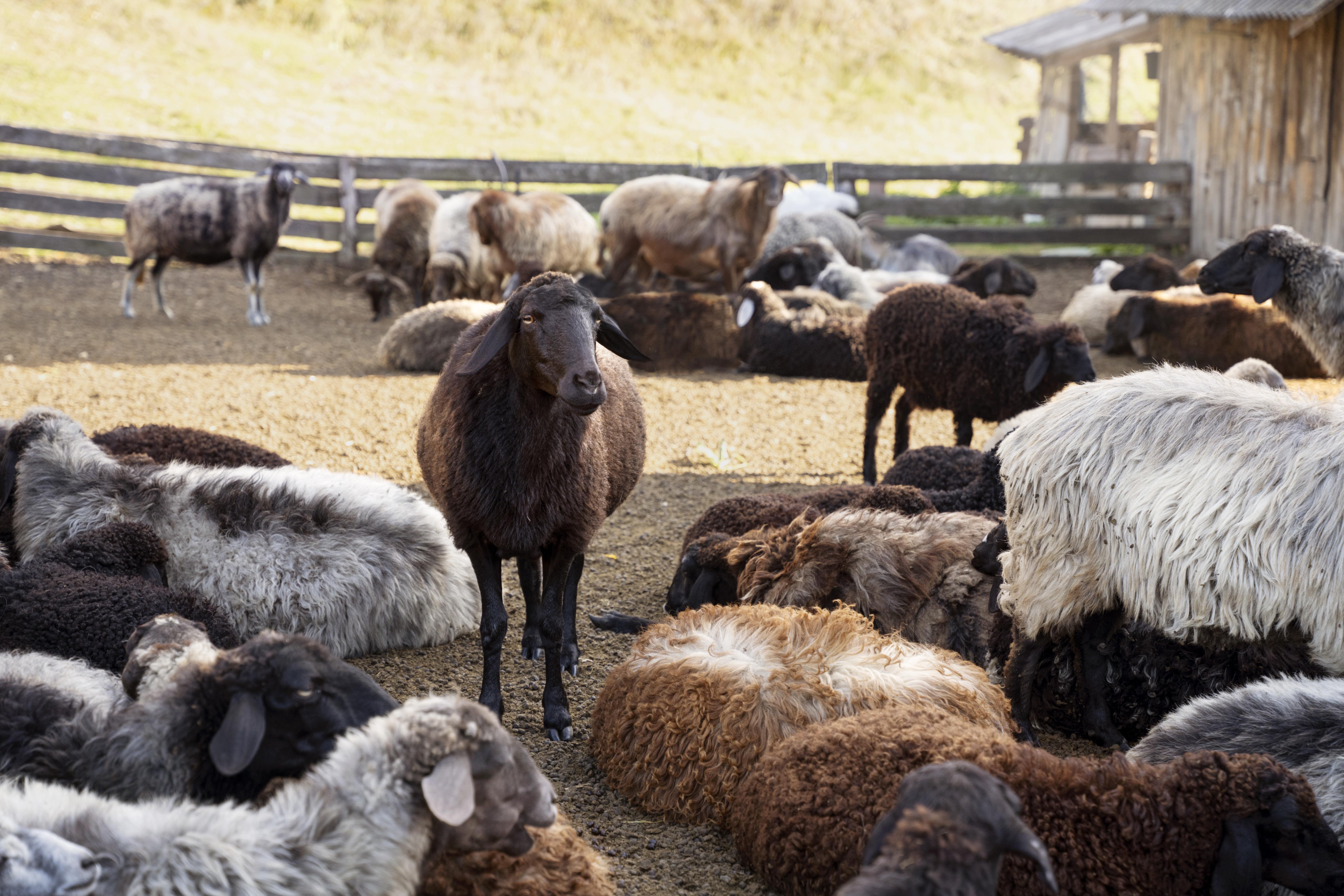 A herd of goats and sheep grazing on a farm during sunset, with a few structures in the background.