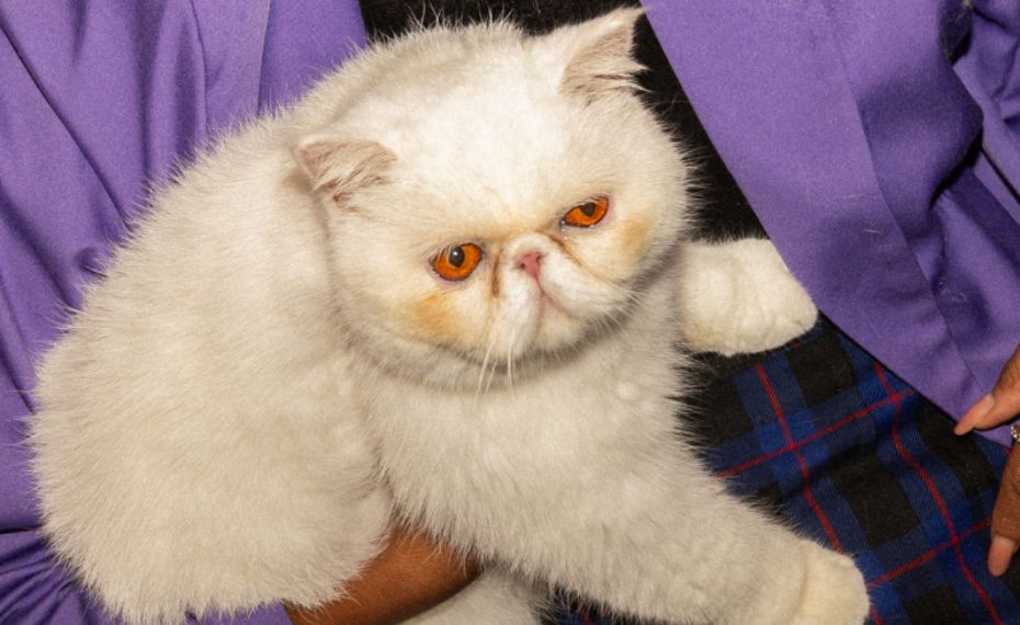 Petlove cria tendência Catcore para celebrar o Dia do Gato