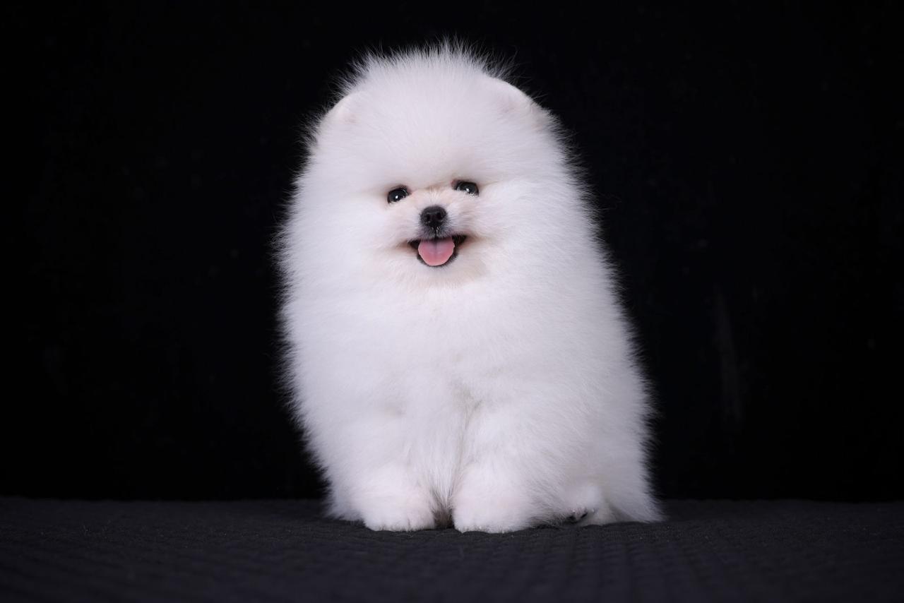 Bruno