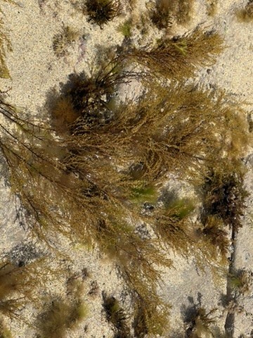 blue sky and white clouds over the sea