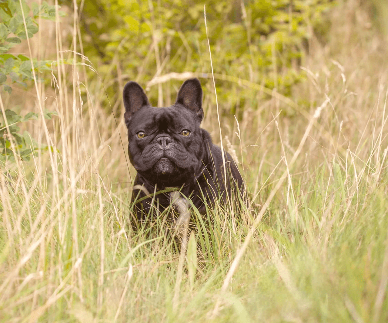 A semi-serious French Bulldog surrounded by long grass walking towards the camera