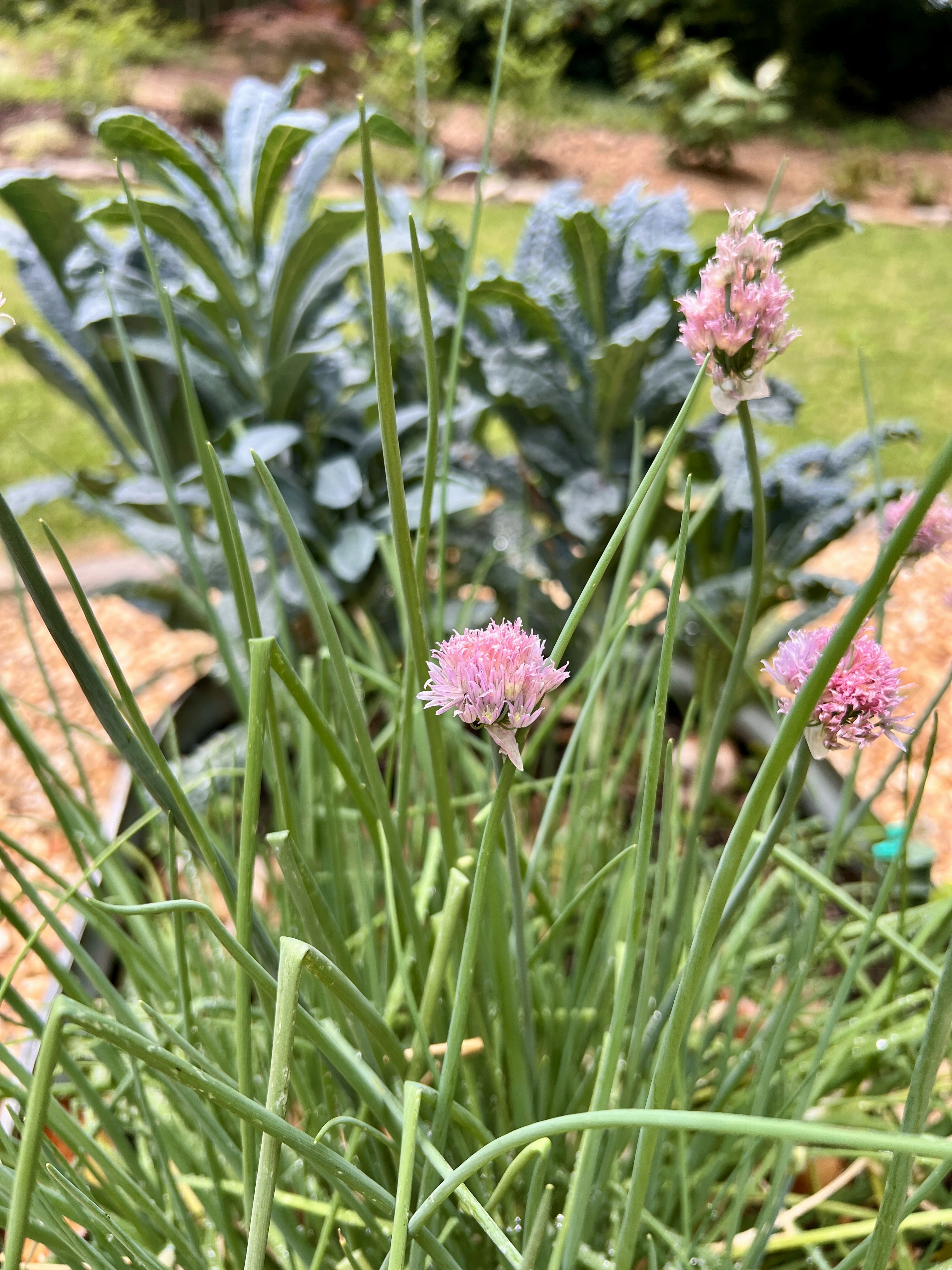 Garlic chives in vegetable garden