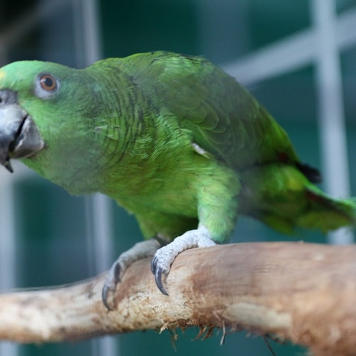 認識我們健談又友善的鸚鵡！