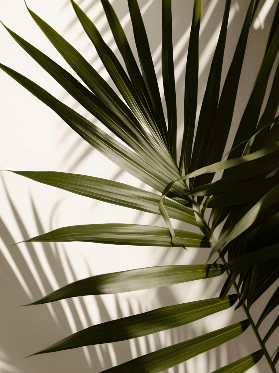 Dom Pérignon vineyards from the sky