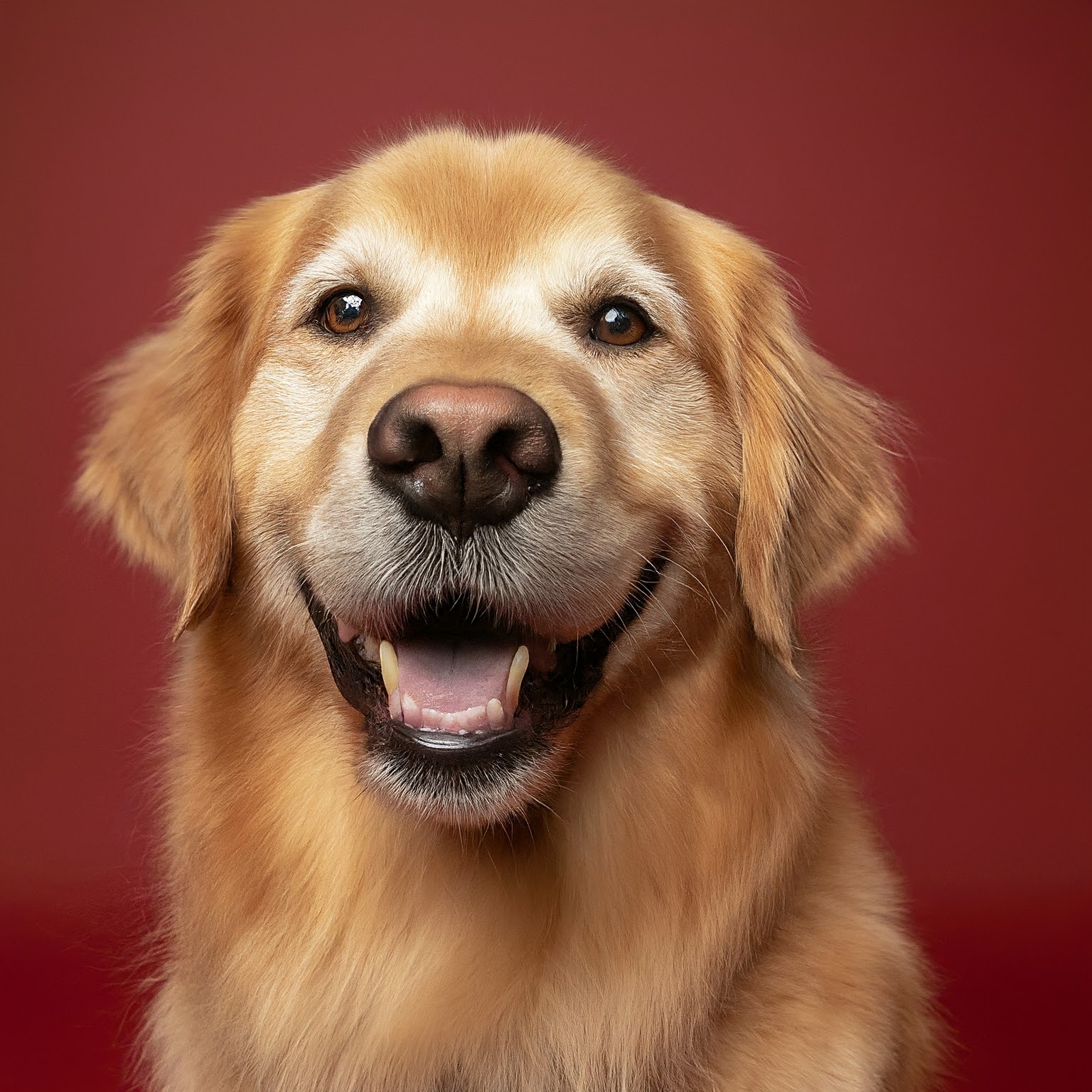 BUDDYUNO, Golden Retriever