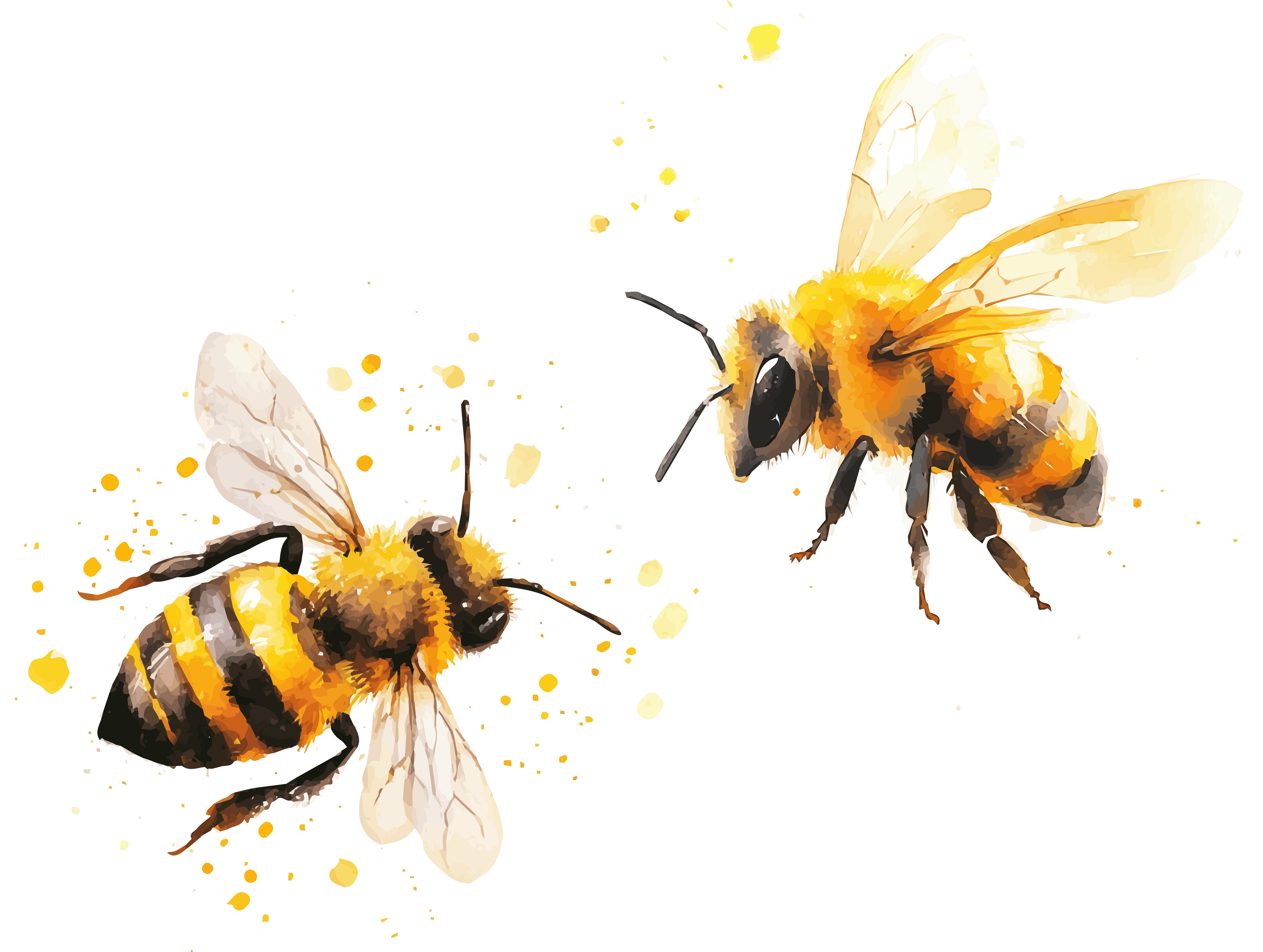 two watercolor bee illustrations