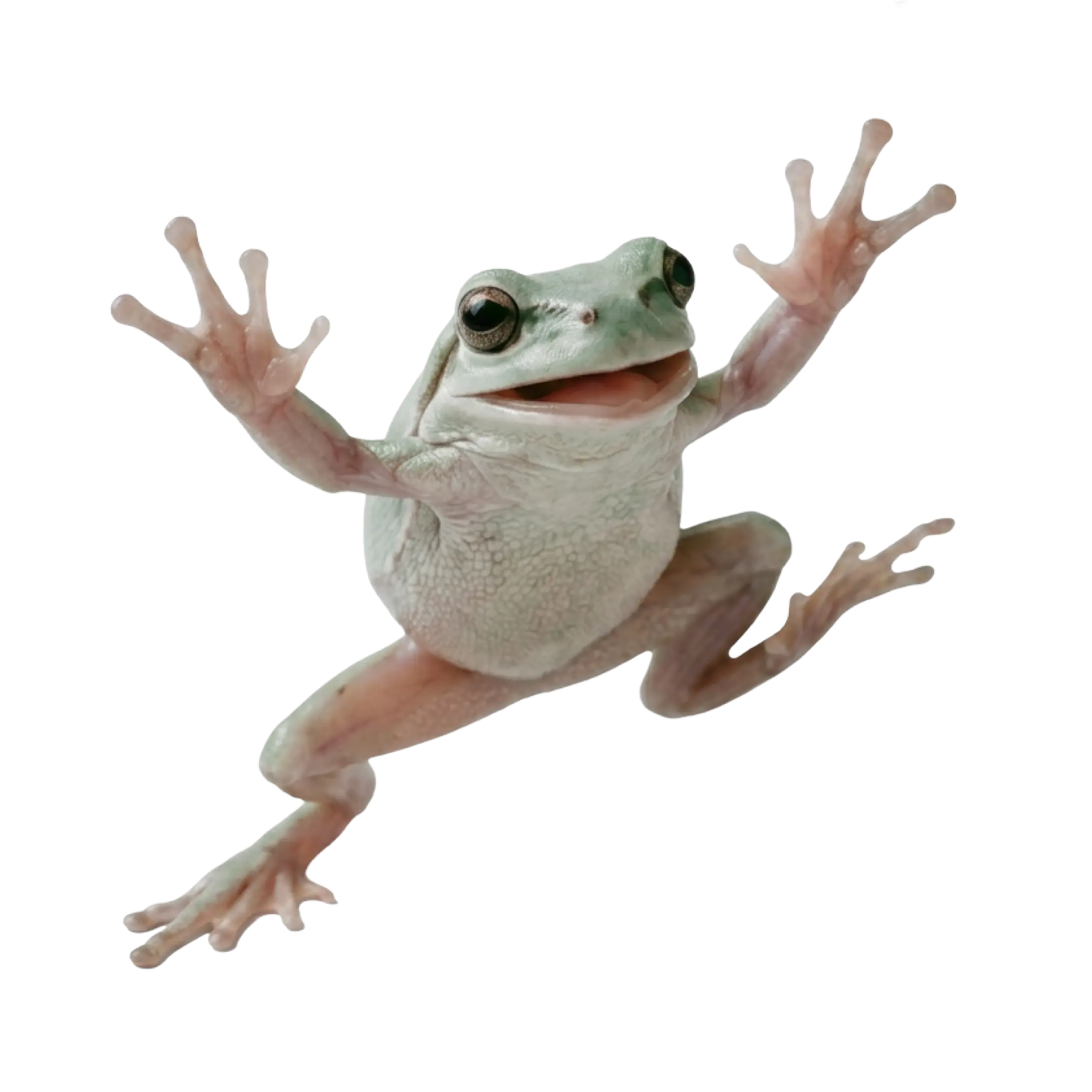 Cara the frog mascot