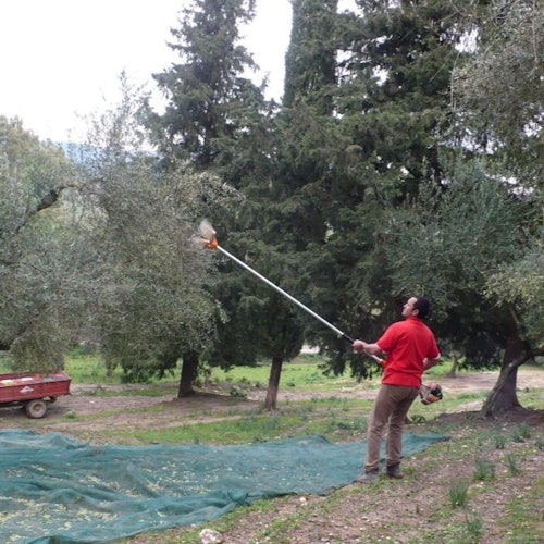 一位穿著紅色襯衫的人正在使用一根工具桿從樹上的橄欖樹中採收橄欖，地面上鋪著防水布。