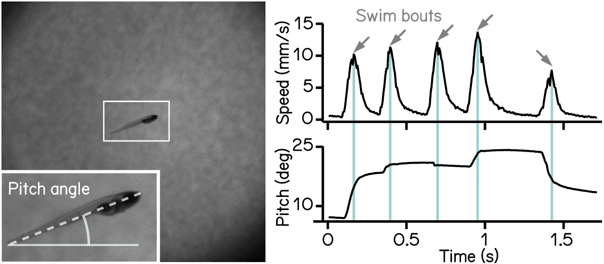Analysis of swim bouts of zebrafish larvae.