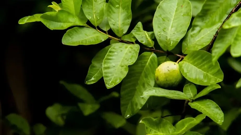 Guava Trees (Psidium guajava).webp