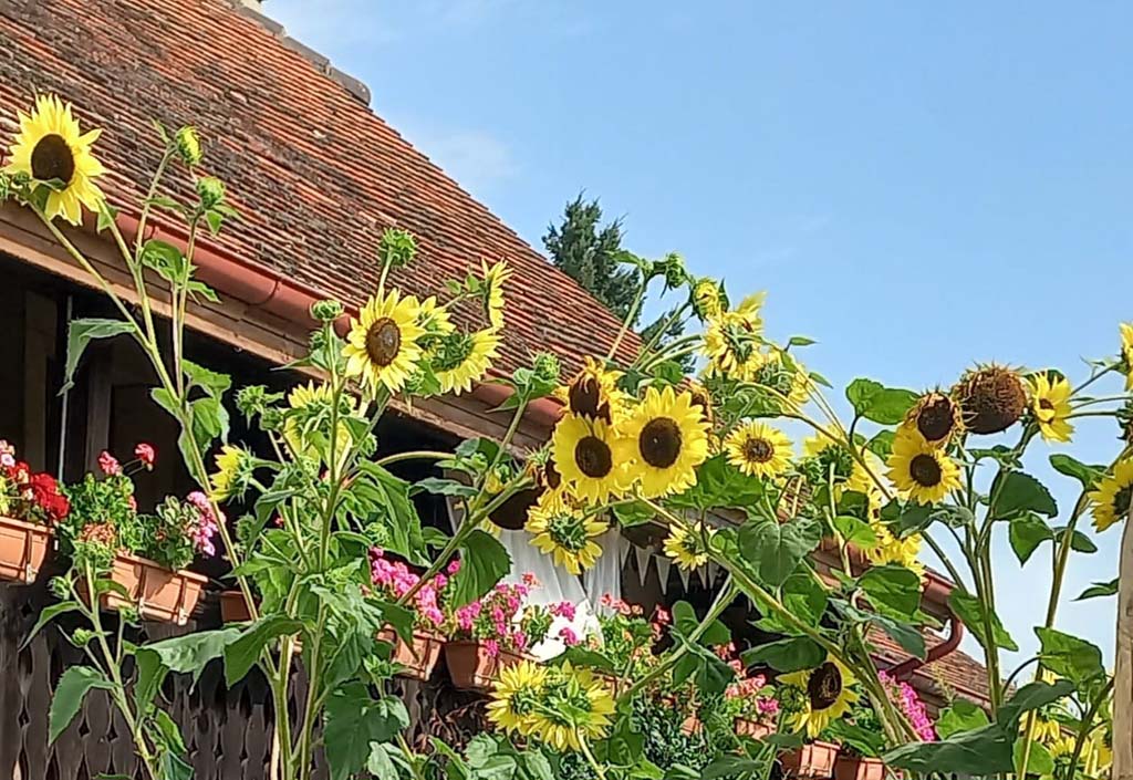 Espace chaleureux du Jardin de l’Être où Jeanne-Marie accueille ses clients.