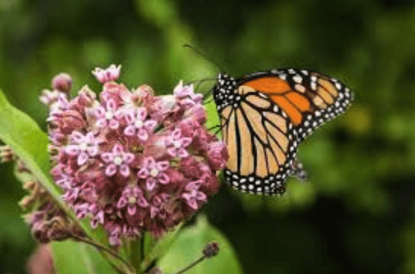 Native plant garden image