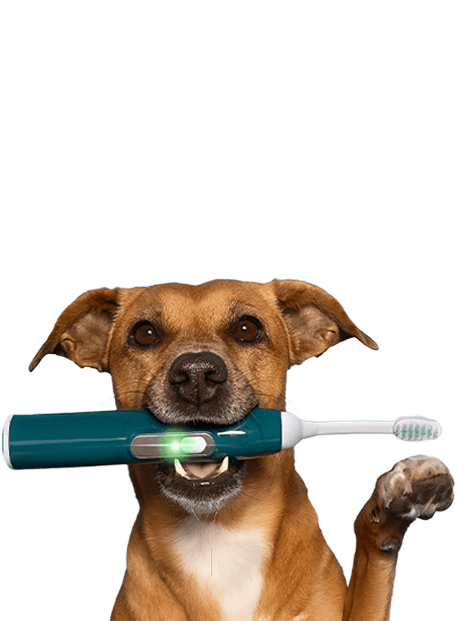 Ultrasonic Teeth Cleaning Animation Image