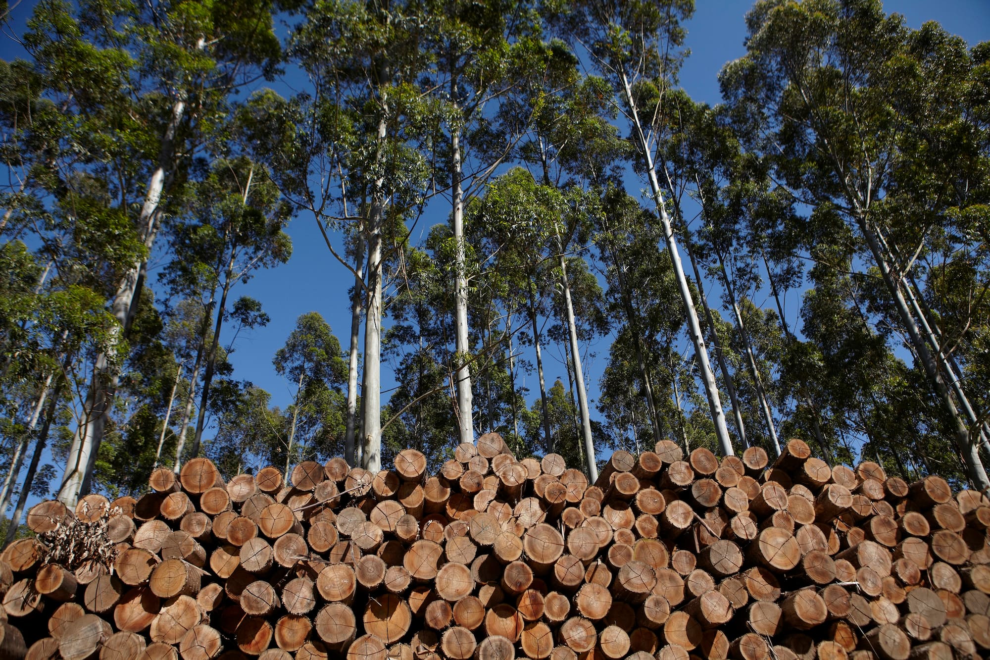 Forestación en Uruguay
