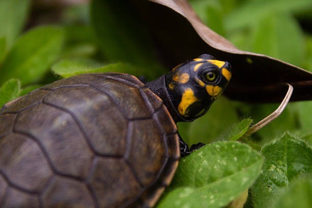 a yellow and white snake on a rock
