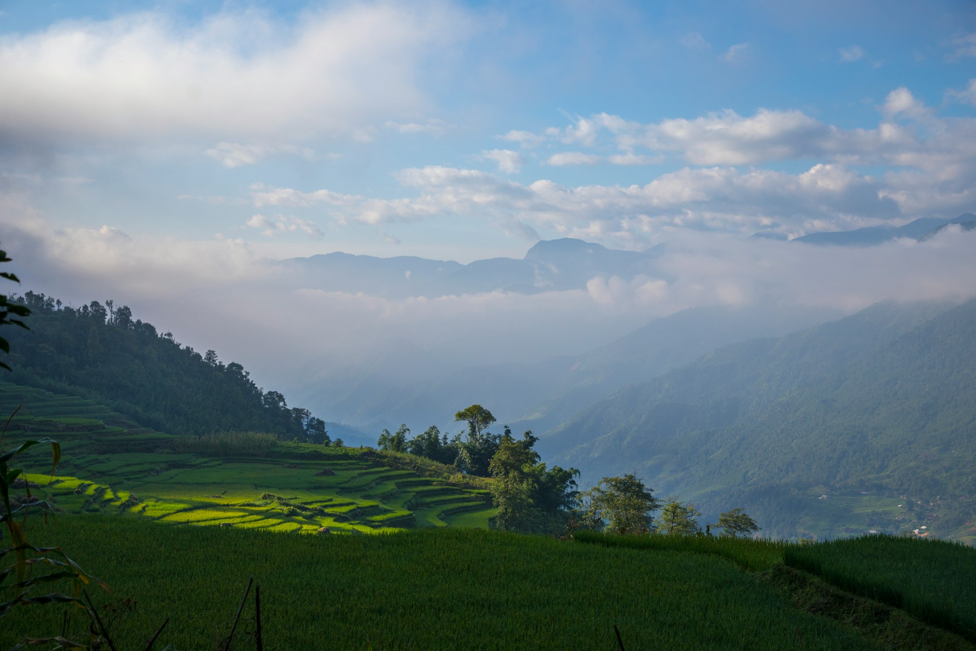 Scenic valley view with vibrant rice fields