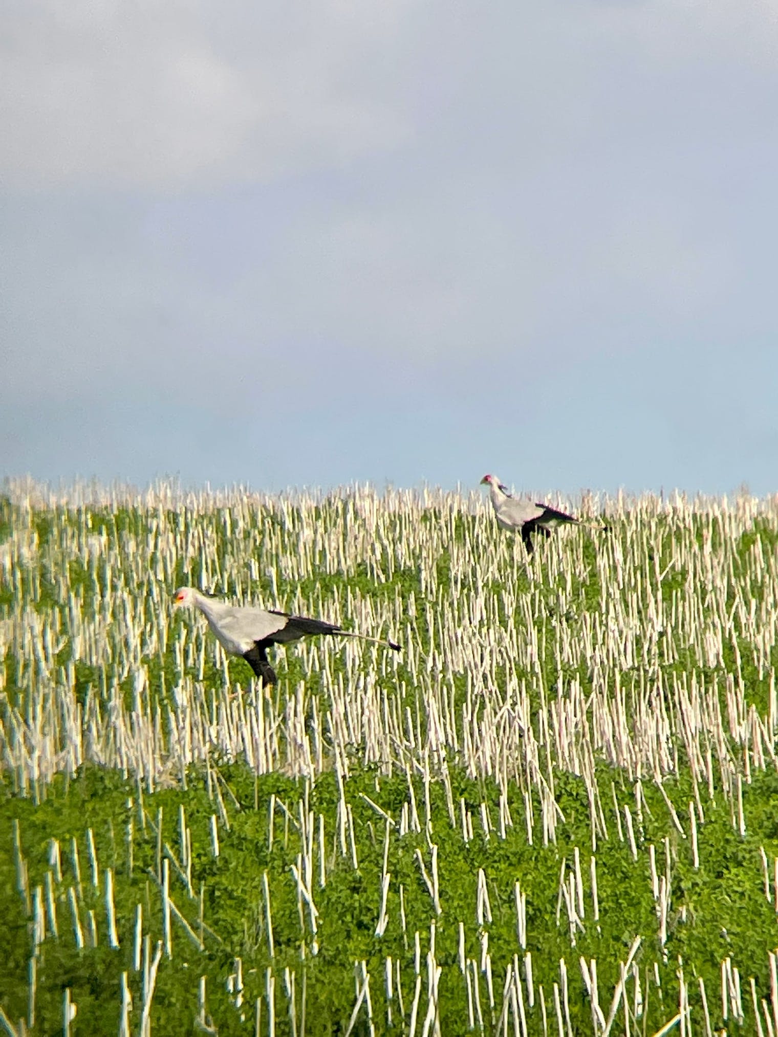 Secretary Birds