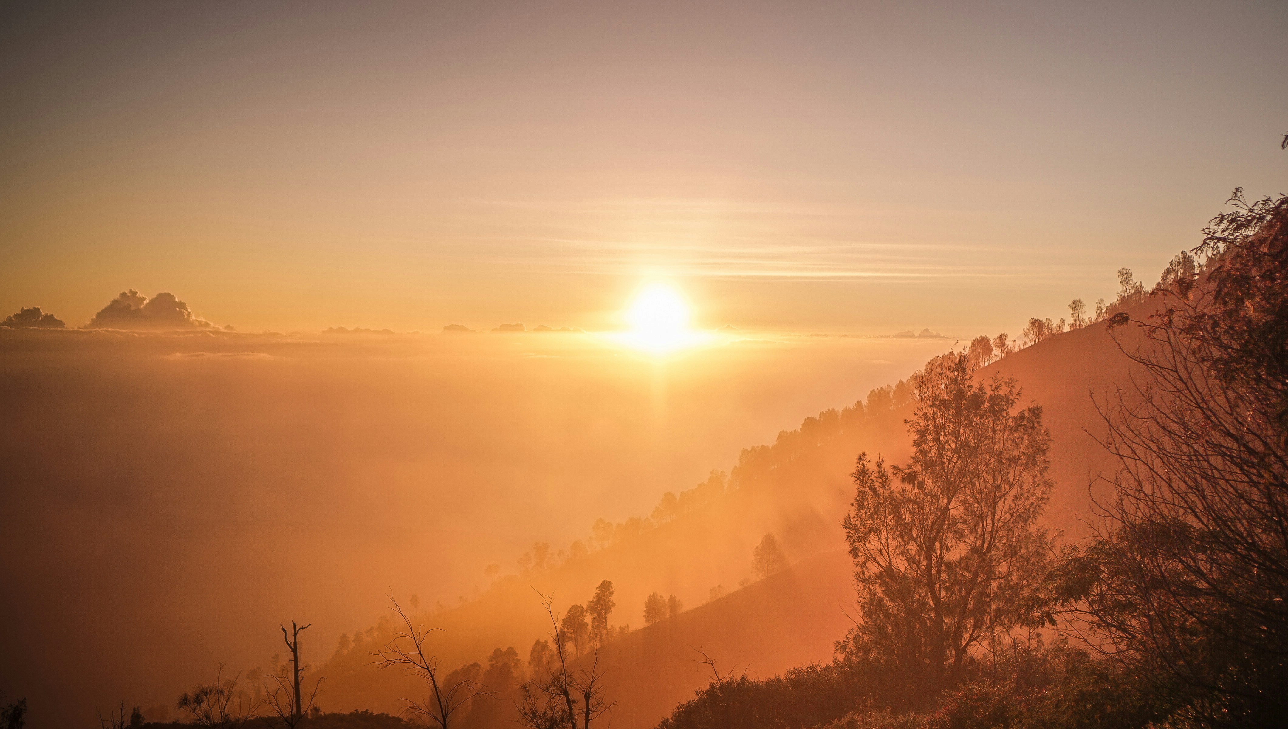 trees and mountain at sunrise