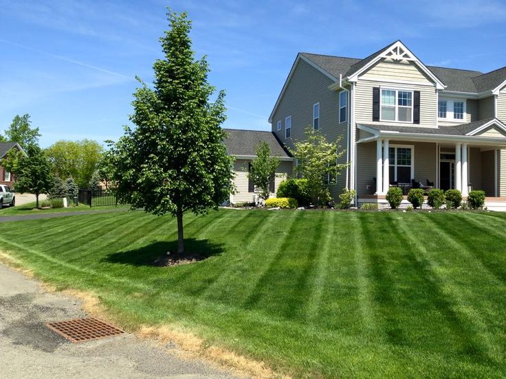 The Art of Mowing Lawns: A Step-by-Step Guide