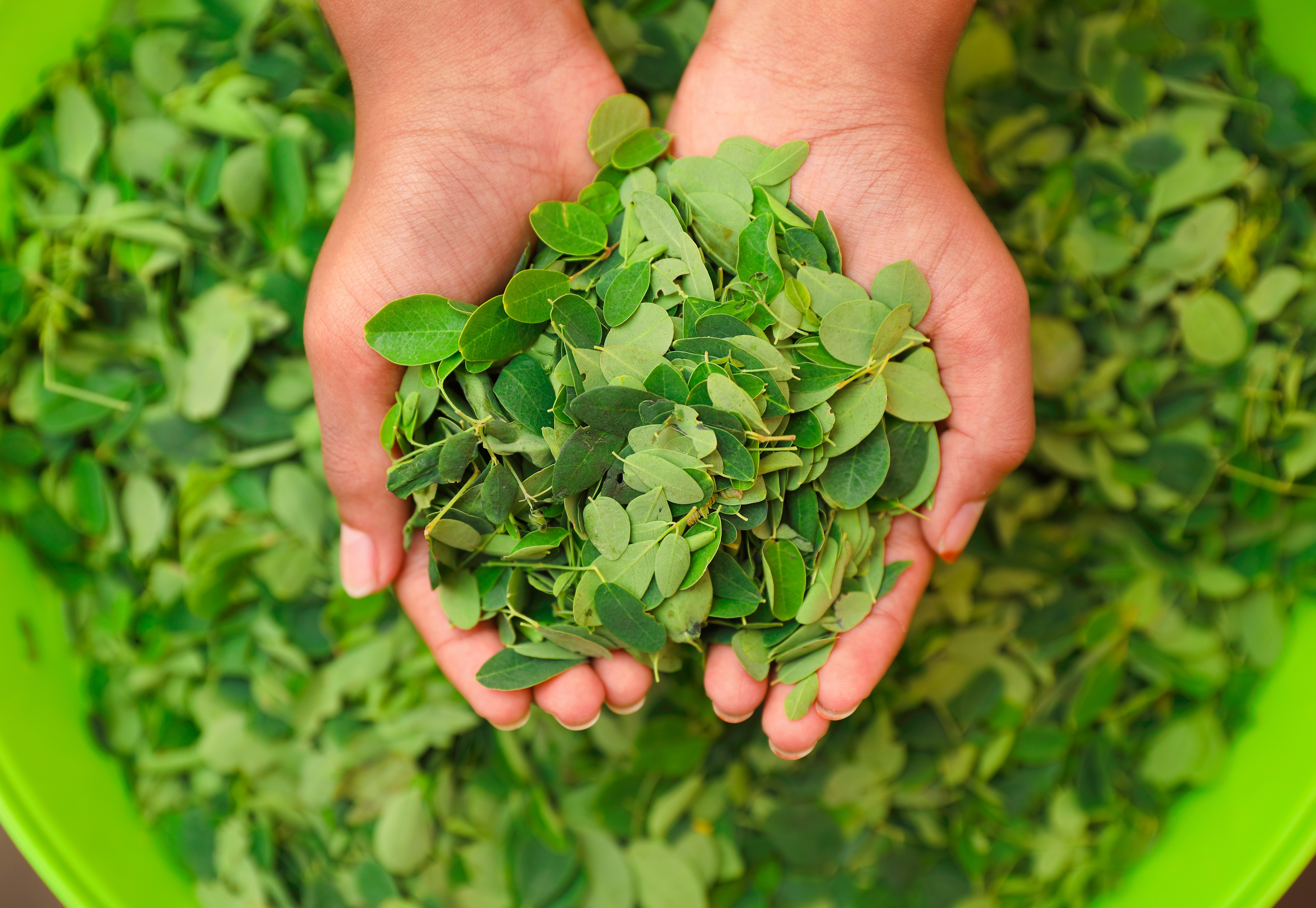 Moringa Leaves in Hand