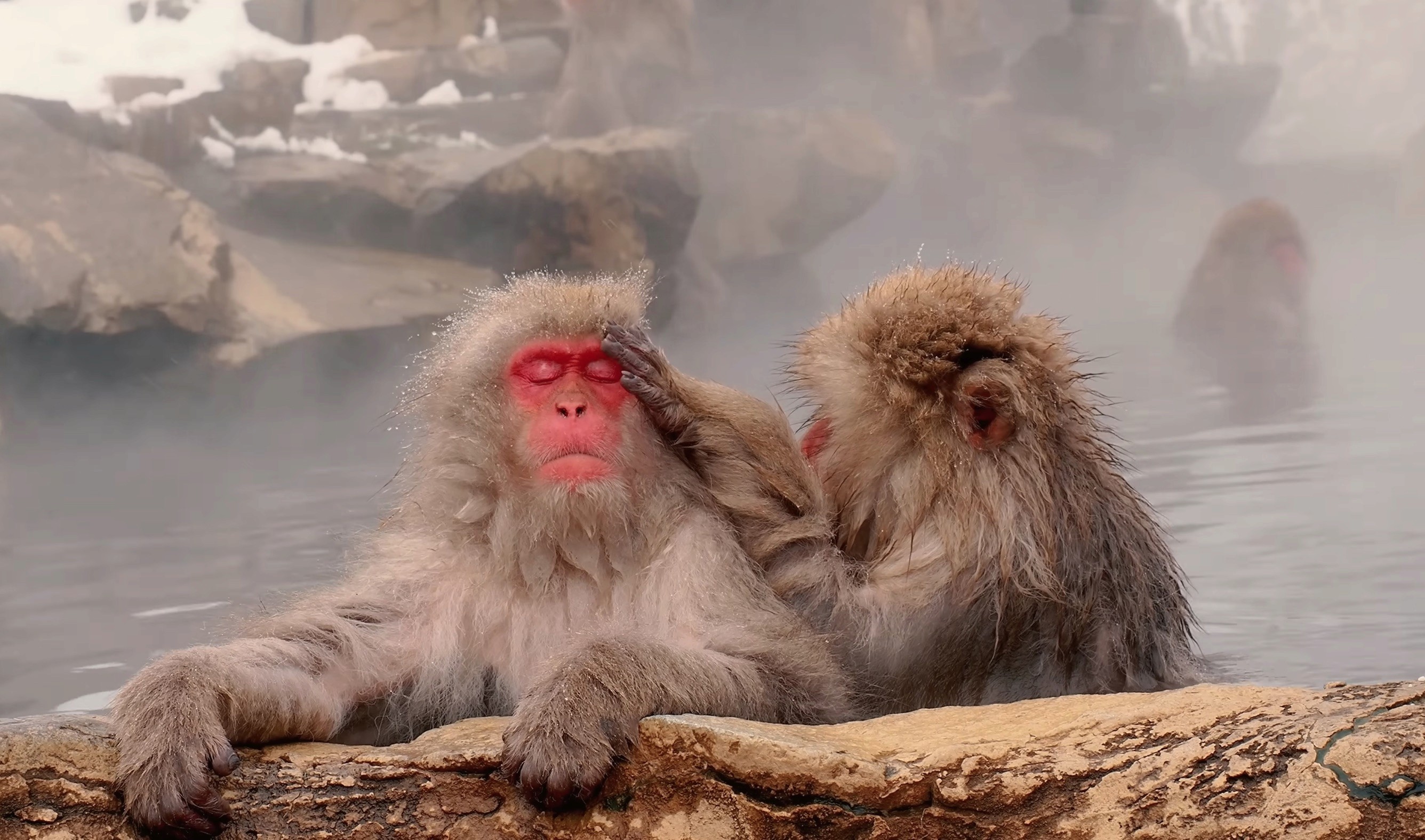 Two Japanese macaques soaking in the Jigokudani hot spring, steam rising from the water, Nagano Japan