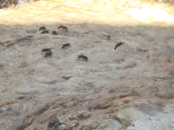 汚泥に群がっていたスズメバチ