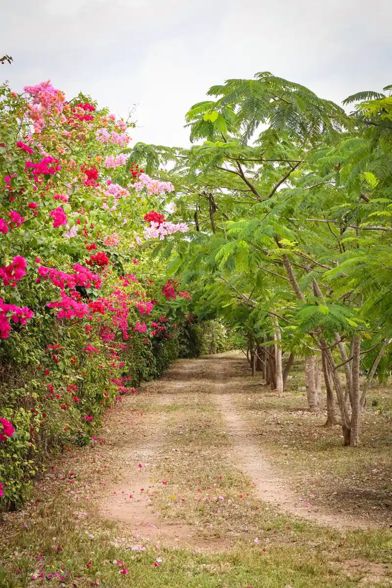 A garden path lined with blooming bougainvillea and flowering trees