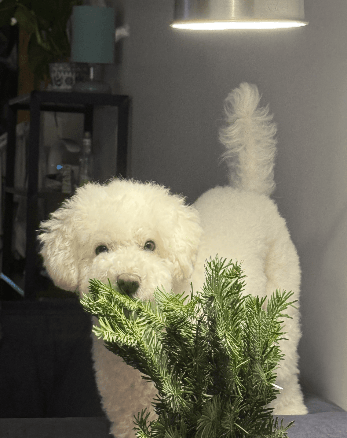 A fluffy white dog with curly fur stands on a couch, curiously looking at a fresh green plant under a softly glowing ceiling light in a cozy room.