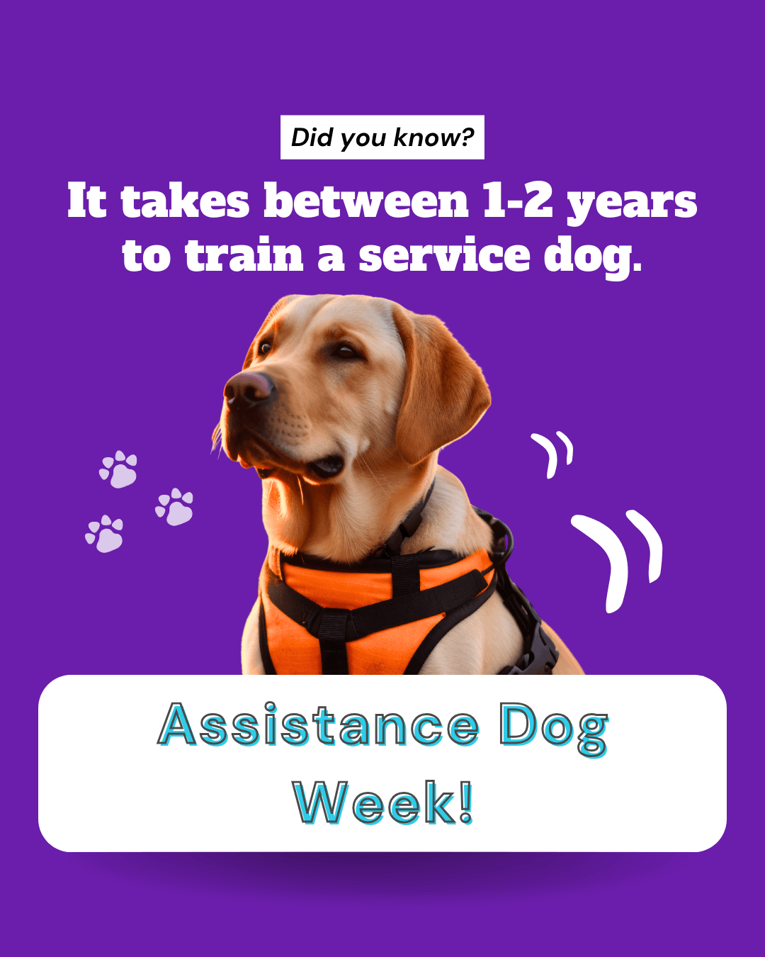 International Assistance Dog Week
