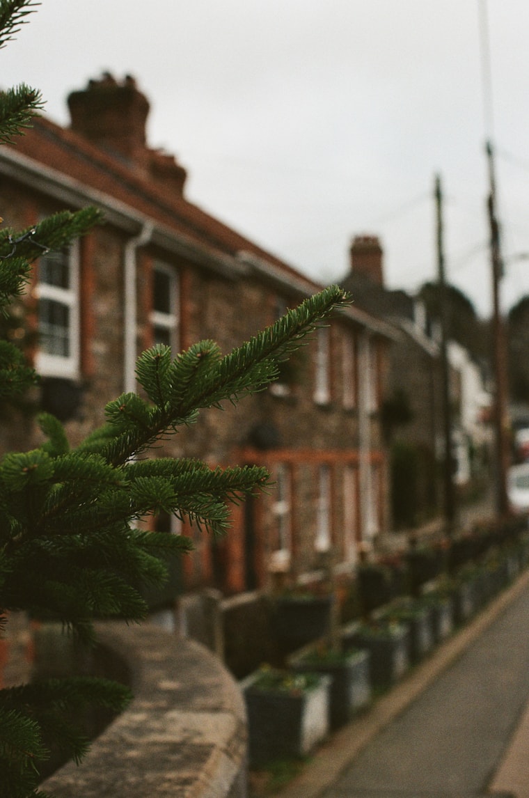 A terraced street and one conifer