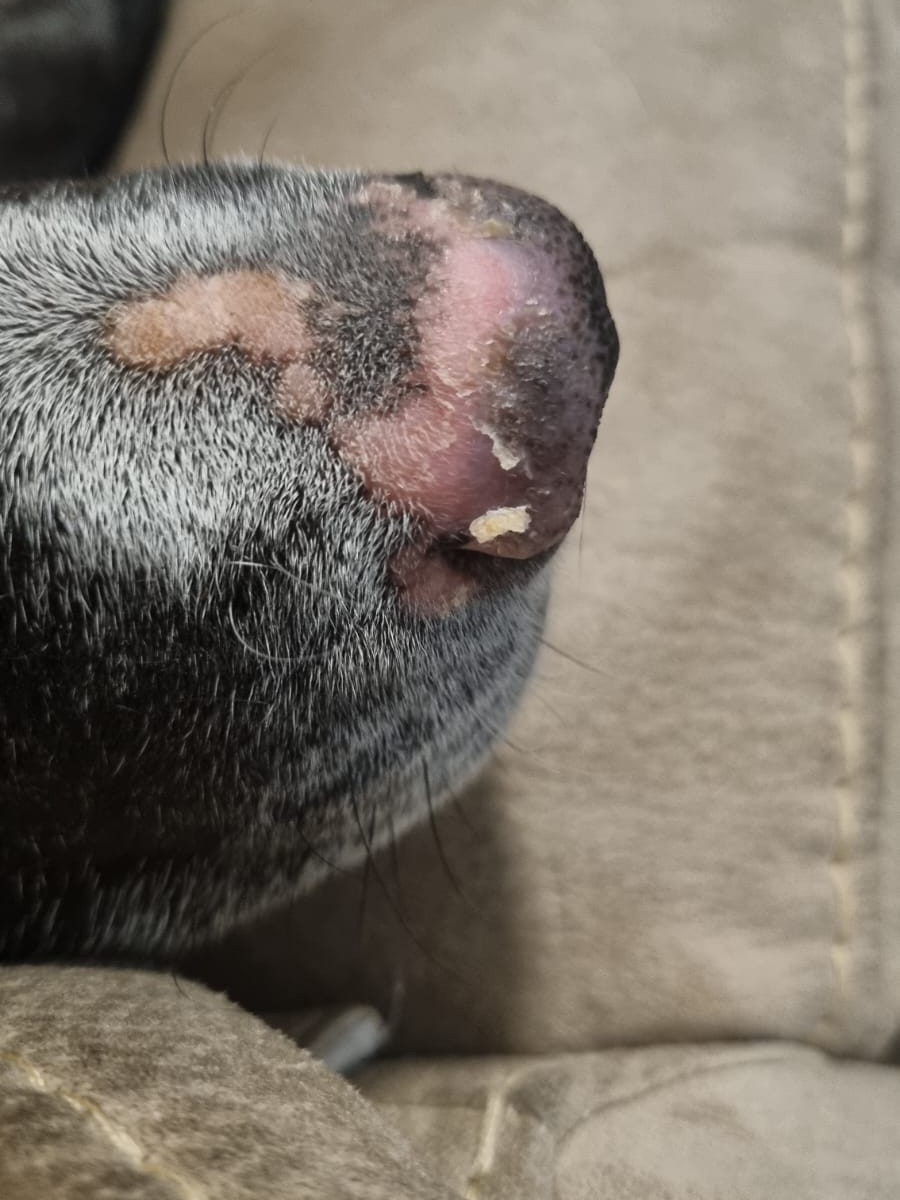 Billie's poor nose