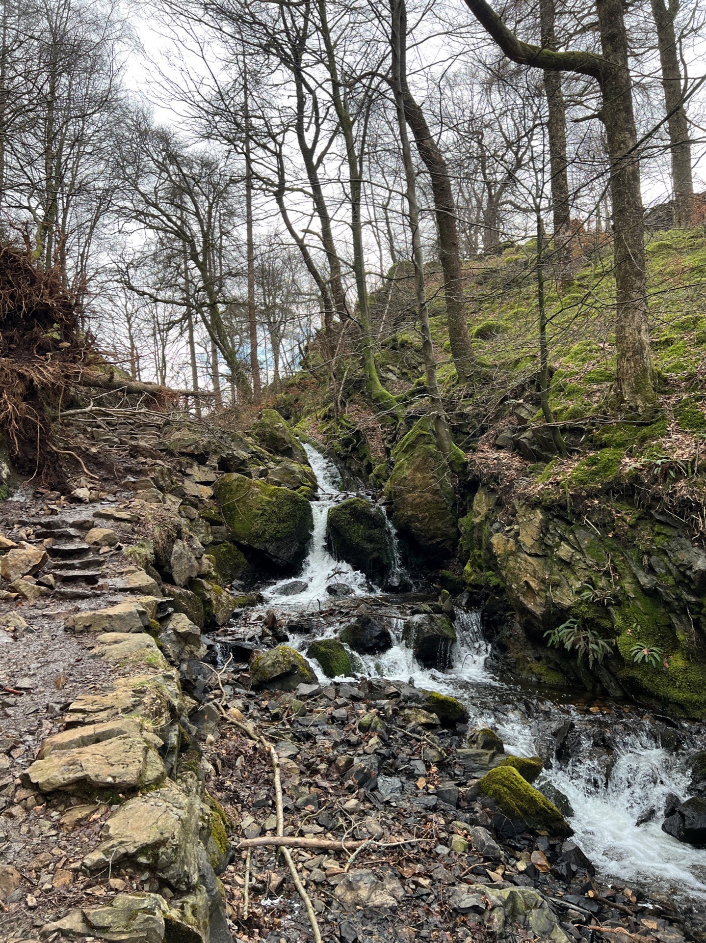 A somewhat underwhelming brook that's a little messy from recent storms.