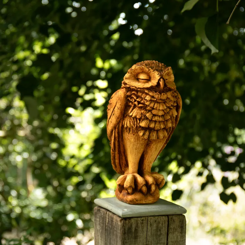 furrowed owl side view