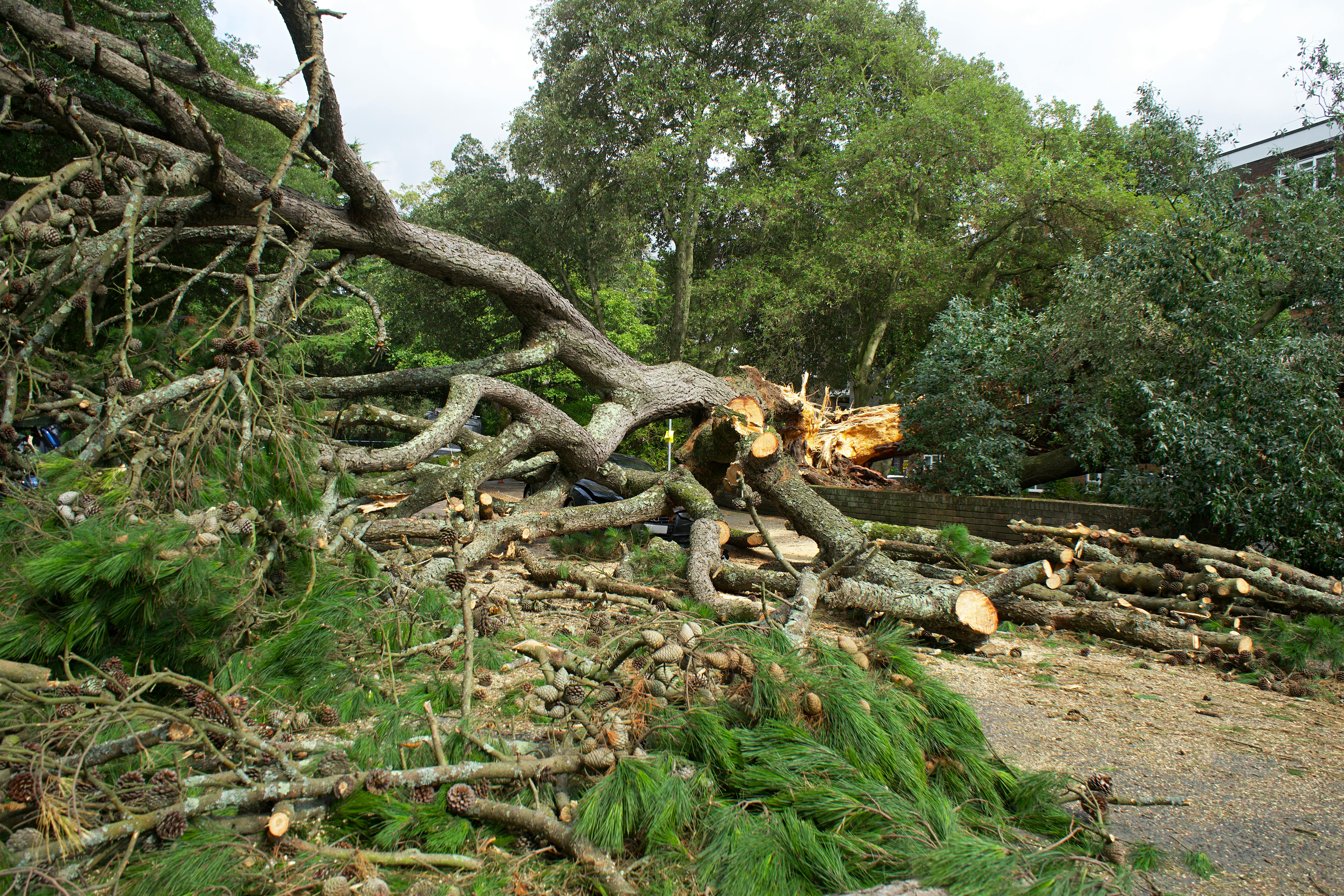 a-large-fallen-tree-with-branches-and-logs-scattered-across-a-park-pathway-in-th - mike-bird (pexels)
