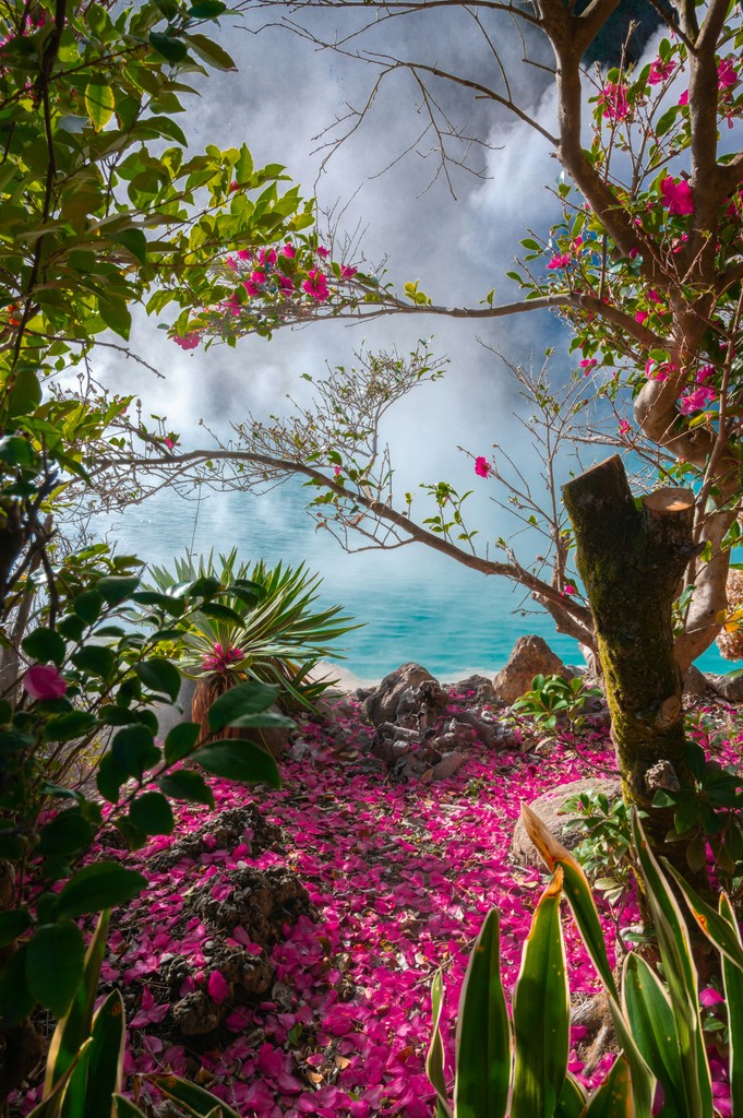 A hot spring surrounded by plants