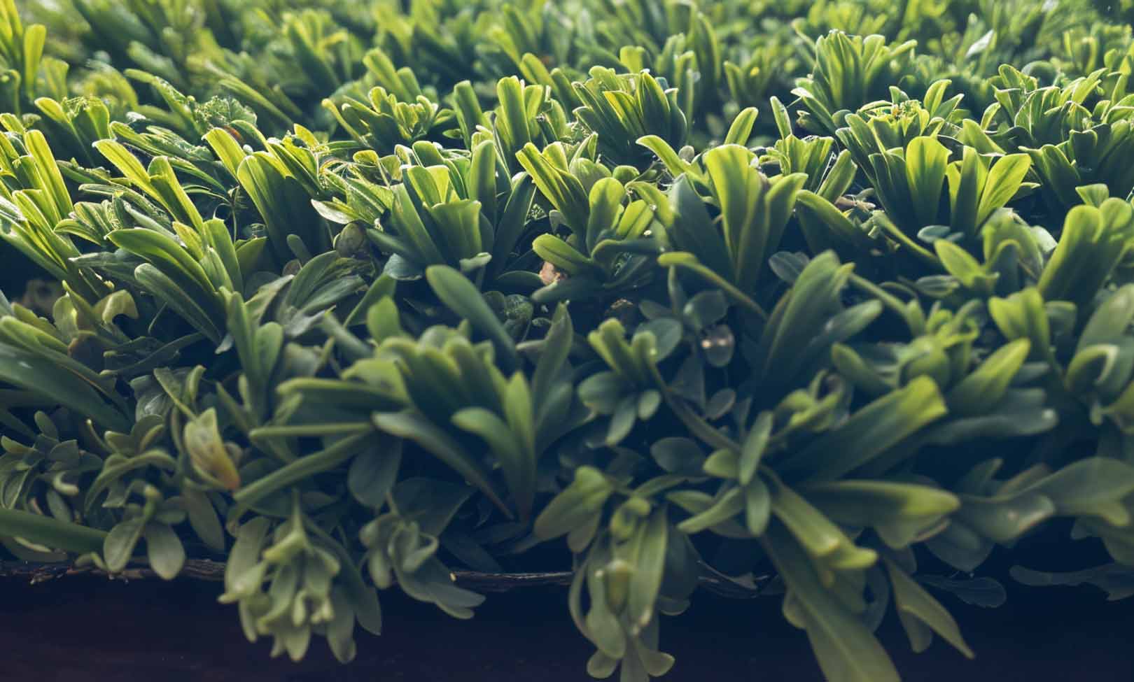 A close-up image of XL Pro Artificial Sports Turf, so real-looking you can almost feel the texture.