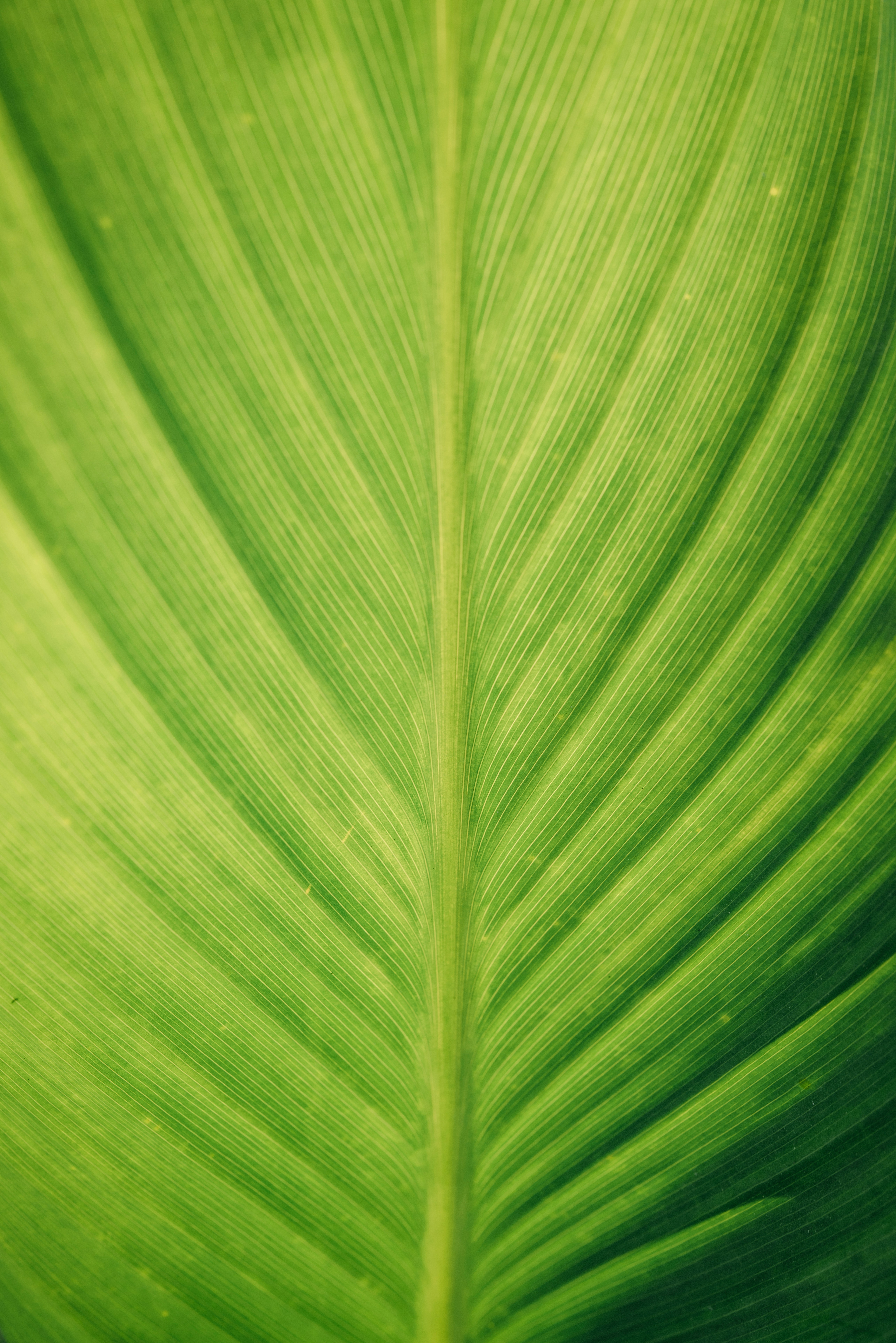 leaf closeup