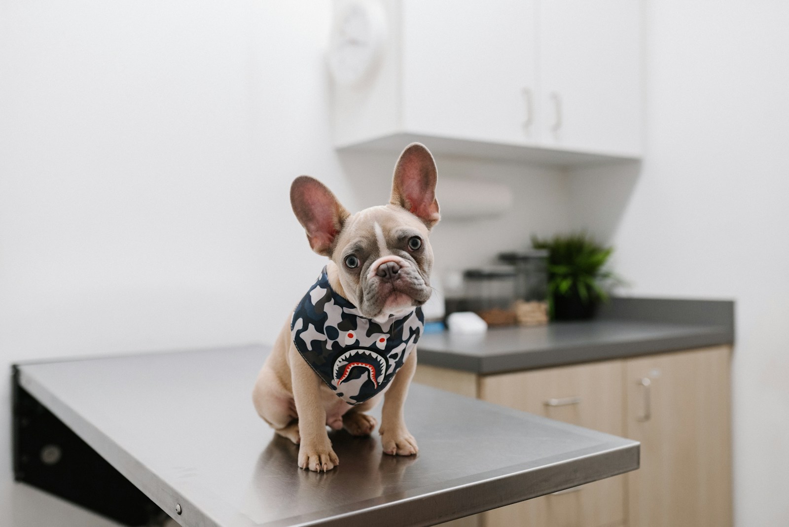 Small French bulldog in a patterned shirt sitting on a counter